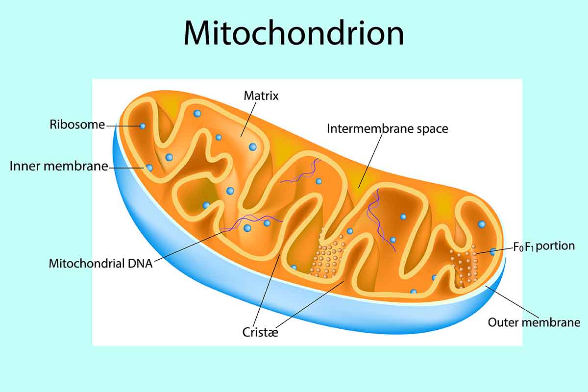 原始真核生物から真核生物へ―ミトコンドリアの誕生―