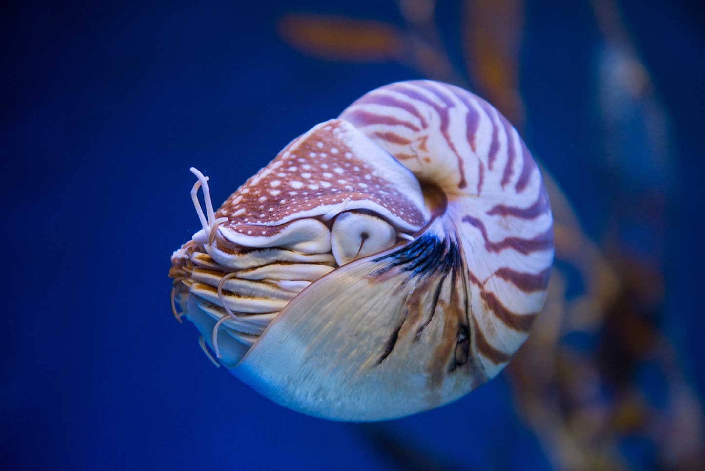 オルドビス紀の生物