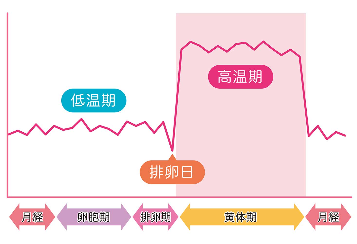 基礎体温の標準パターン